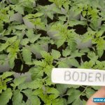 Rozsada pomidora Boderine w gospodarstwie Mieczysława Borka w Gaju Koniemłockim