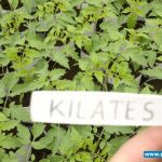 Rozsada śliwkokształtnego pomidora Kilates przygotowana w cylindrach wypełnionych substratem torfowym