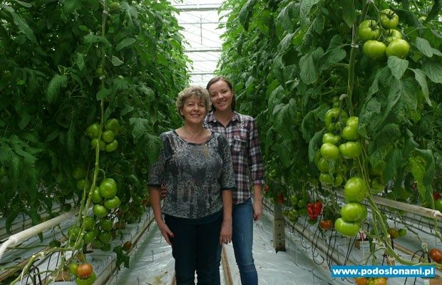 Pomidor Foronti F1 w szkarni Urszuli Rychter