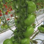 pomidory średnioowocowe