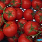 pomidory gronowe