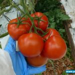 pomidory gronowe