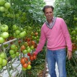 uprawa odmiany Merlice F1 w Holandii