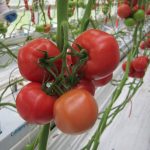 pomidory malinowe