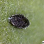 puparium sparazytowane przez Encarsia formosa