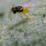 dorosła samica Encarsia formosa