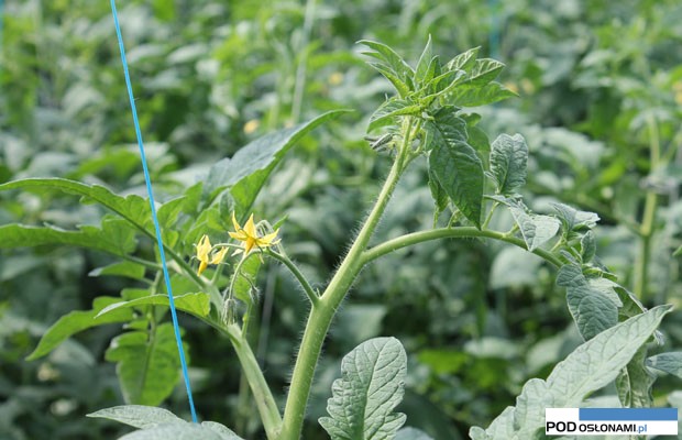 kwitnienie pomidora Edamso