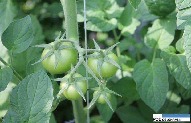 grono pomidora Edamso