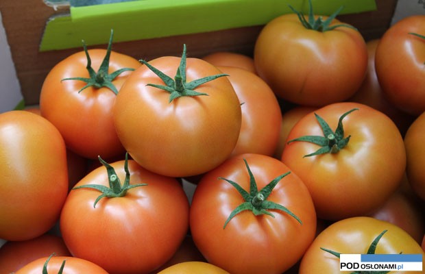 Pomidory Edamso F1