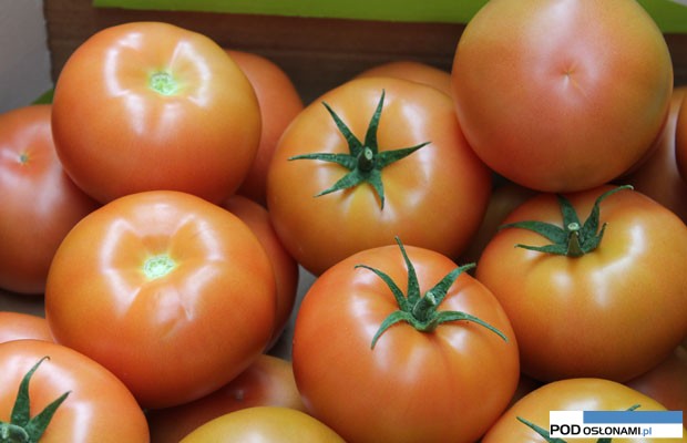 pomidory Edamso