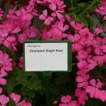 Pelargonium Champion Single Rose, różowa pelargonia