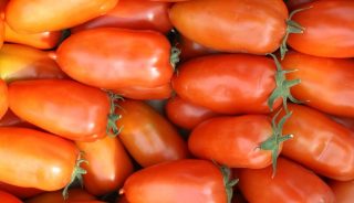 pomidory Clause, promocja pomidorów
