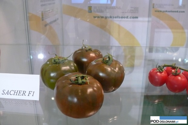 Sacher F1 pomidor czekoladowy