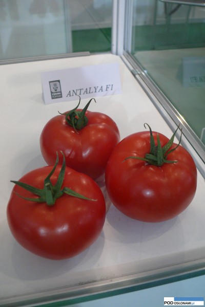 Antalaya F1 pomidor