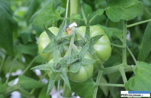 EDAMSO F1 – 2.03.2016r. Uprawa nieszczepiona, kolejne grona rozwijają się równomiernie. Owoce w gronie prawidłowo rozwinięte, spłaszczone, lekko żebrowane, stopniowo dorastają. W gronie pozostawiono 4 owoce, dzięki czemu pierwsze będą wielkości BBB.