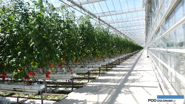 uprawa pomidora malinowego