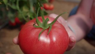 152-466 - pod tym numerem pokazano wielkoowocową odmianę pomidora malinowego