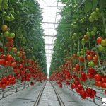 Pomidor całogronowy Maxeza F1 w szklarni pokrytej szkłem dyfuzyjnym w gospodarstwie Damiana i Pawła Chrzanów w Głuchowie