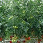 Pomidor Maxeza F1 w szklarni porytej zwykłym szkłem - międzywęźla są dłuższe niż u roślin uprawianych pod szkłem dyfuzyjnym, w warunkach światła rozproszonego