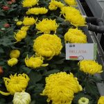 chryzantema bellatia_