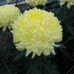 chryzantema_gagarin-yellow