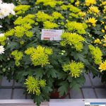 chryzantema Green Parakeet