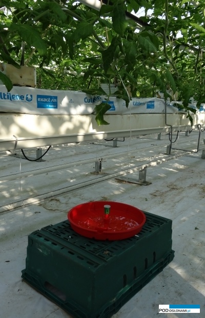 Pułapka feromonowa na skośnika pomidorowego (AW)