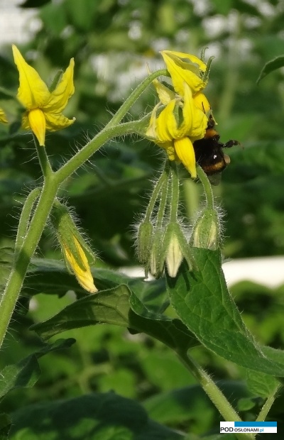Pomidory są zapylane przez trzmiele (AW)