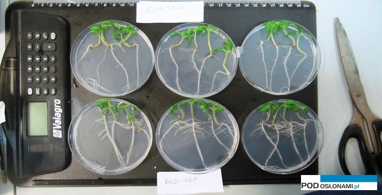 Rozwój korzeni po zastosowaniu biostymulatora Radifarm