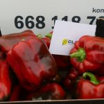 Papryka odmiany Basalt F1