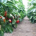 Papryka odmiany Basalt F1