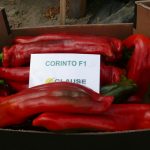 Papryka odmiany Corinto F1 (słodka, stożkowa)