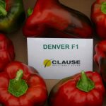 Papryka odmiany Denver F1