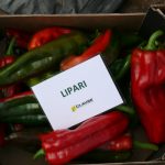 Papryka Lipari F1 (słodka, stożkowa)