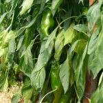 Papryka Lipari F1 (słodka, stożkowa)