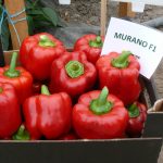 Papryka typu blok - odmiana Murano F1