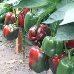 Papryka typu blok - odmiana Murano F1