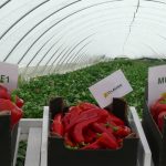 Ekspozycja odmian papryki z firmy HM.Clause