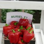 Papryka typu blok - odmiana Muriel F1