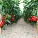 Papryka odmiany Salomon F1