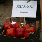 Papryka odmiany Solario F1