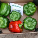 Papryka odmiany Vanguard F1