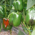 Papryka odmiany Vanguard F1apryka odmiany Vanguard F1