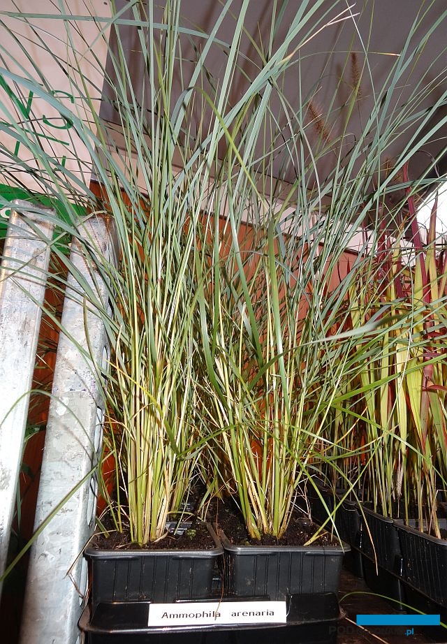 Piaskownica zwyczajna - Ammophila arenaria_firma Kees Burgmans_GrootGroenPlus-2017