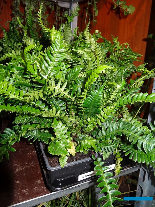 Podrzen-zebrowiec_Blechnum-spicant_Kees-Burgmans_GrootGroenPlus-2017