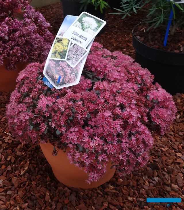 rozchodnik naskalny_Sedum cauticola 'Lidakense'_GrootGroenPlus-2017