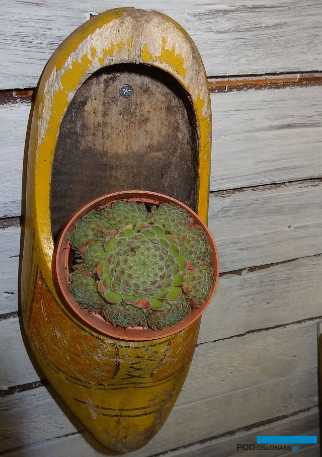 Sempervivum-ruthanicum_De-Peelkant-Meijel_GrootGroenPlus-2017