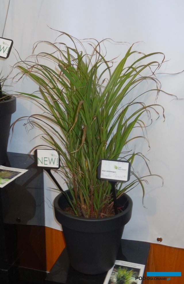 Miscanthus 'Brasil' (CNB)_GrootGroenPlus-2017
