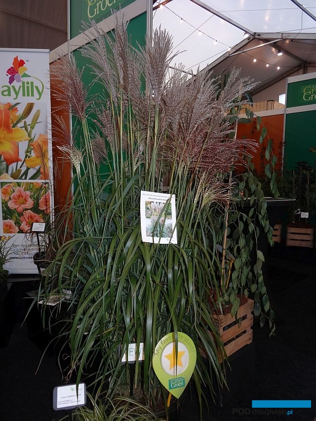 Miscanthus-sinensis_Ards-Angel_GrootGroenPlus-2017