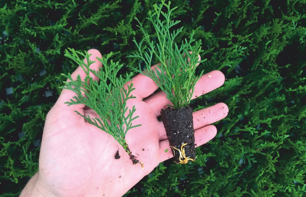 Różnica w ukorzenianiu sadzonek przy zastosowaniu ukorzeniacza (po prawej) i bez (po lewej)